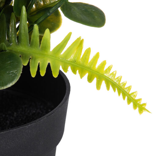 Pyrostegia Venusta Potted Plant (H25cm) - Image 5