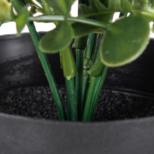 Pyrostegia Venusta Potted Plant (H25cm) - Image 7