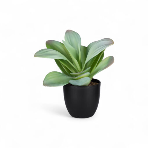 Succulent Plant (H25cm)