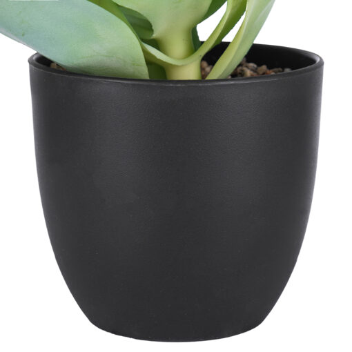 Succulent Plant (H25cm) - Image 6