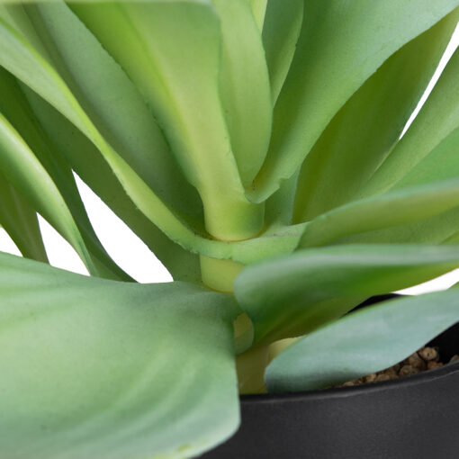 Succulent Plant (H25cm) - Image 3