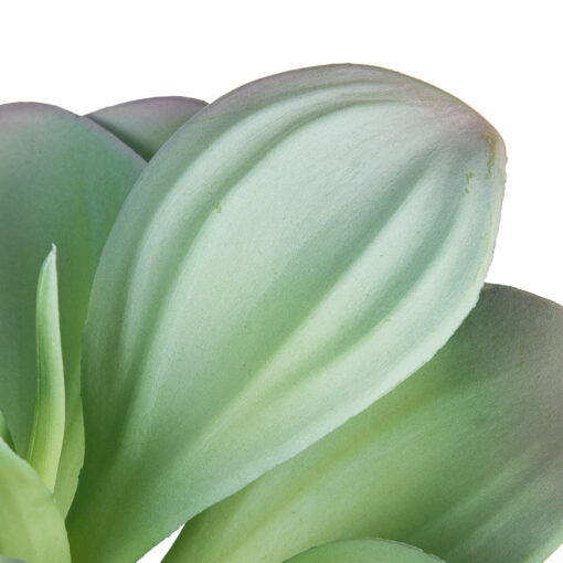 Succulent Plant (H25cm) - Image 2