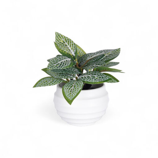 Fittonia Plant (H9cm)
