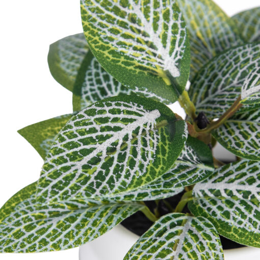 Fittonia Plant (H9cm) - Image 2