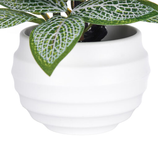 Fittonia Plant (H9cm) - Image 4