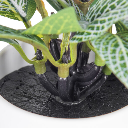 Fittonia Plant (H9cm) - Image 3