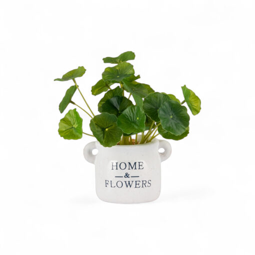 Potted Asiatic Pennywort (H16cm) - Image 2