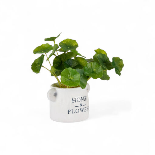 Potted Asiatic Pennywort (H16cm)