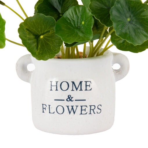 Potted Asiatic Pennywort (H16cm) - Image 3