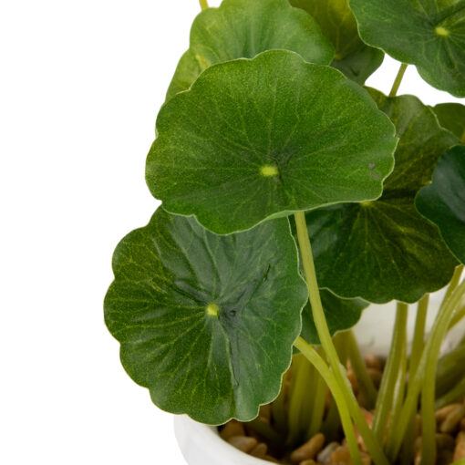 Potted Asiatic Pennywort (H16cm) - Image 4