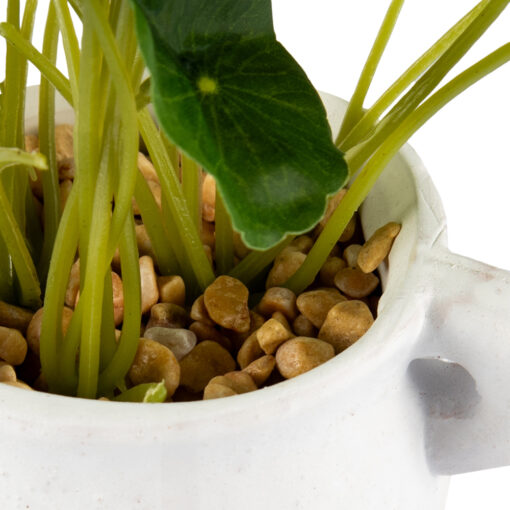 Potted Asiatic Pennywort (H16cm) - Image 5