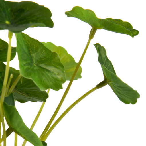 Potted Asiatic Pennywort (H16cm) - Image 6