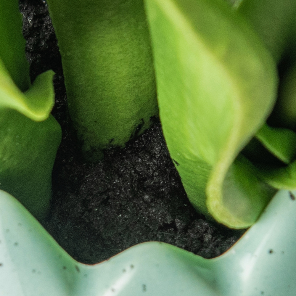 Potted Tulip (H22cm) - Image 5