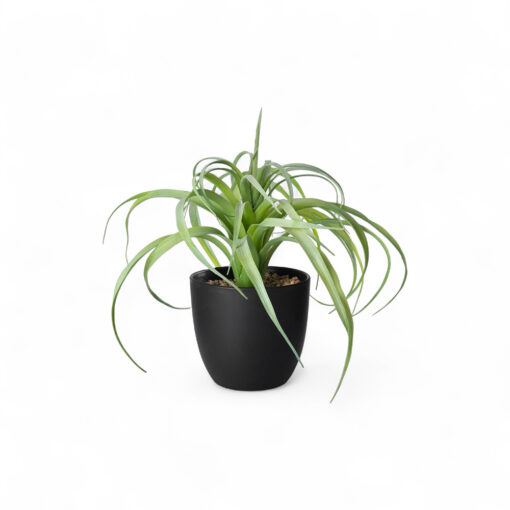 Spider Potted Plant (H28cm)