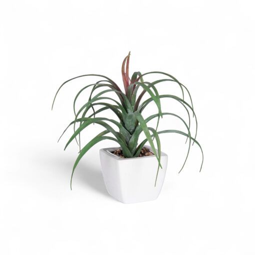 Spider Potted Plant (H21cm)