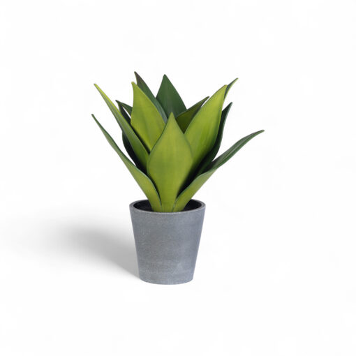 Potted Aloe Vera (H24.5cm)