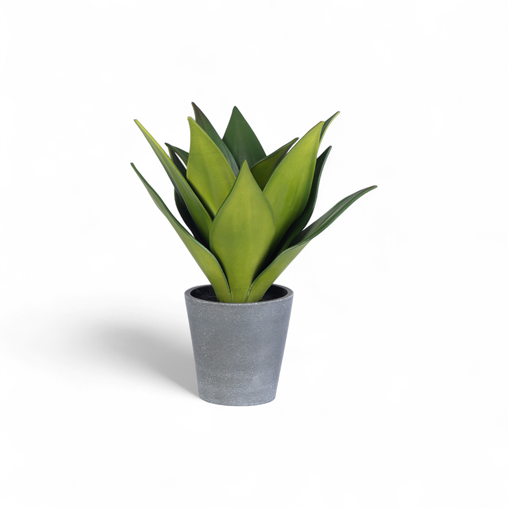 Potted Aloe Vera (H24.5cm)