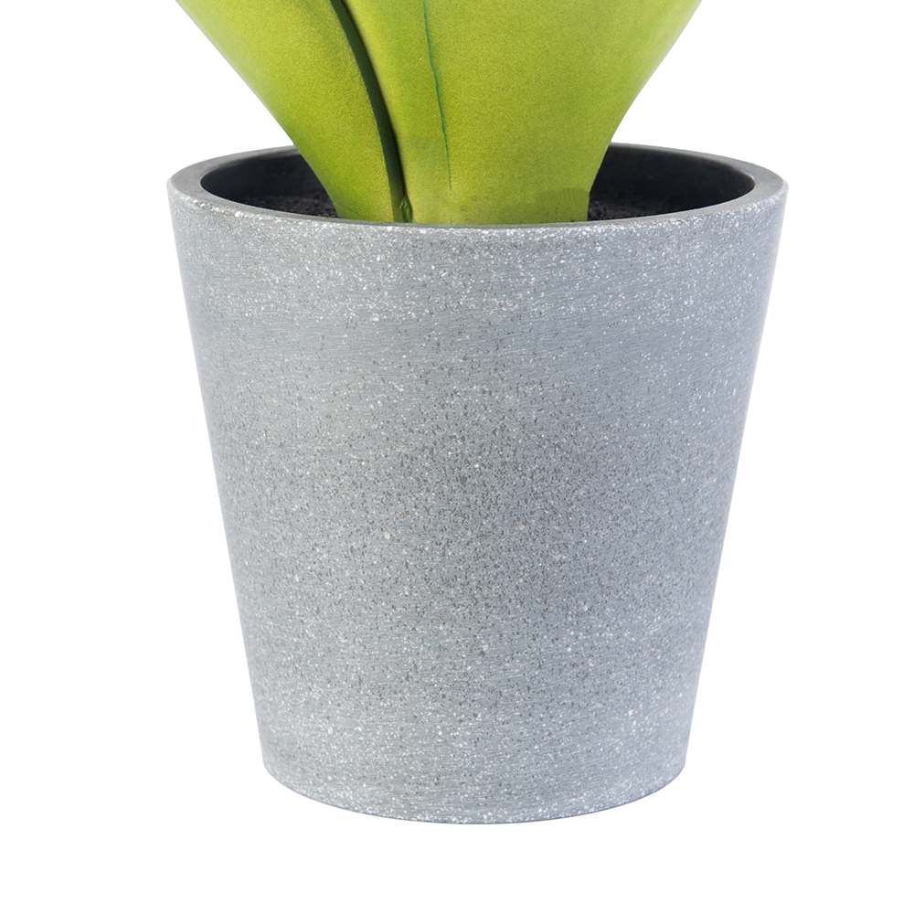 Potted Aloe Vera (H24.5cm) - Image 5
