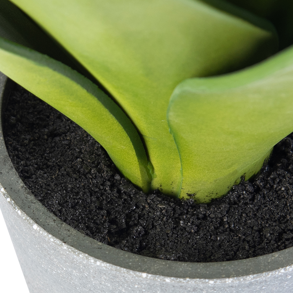 Potted Aloe Vera (H24.5cm) - Image 4