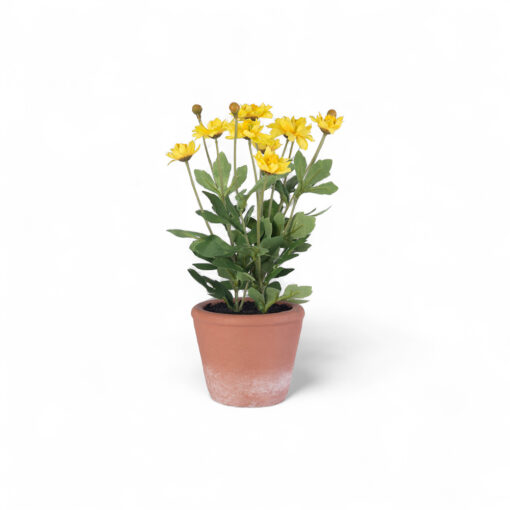 Potted Pyrethrum (H34cm)
