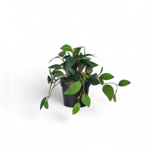 Potted Pothos Plant (H16cm)